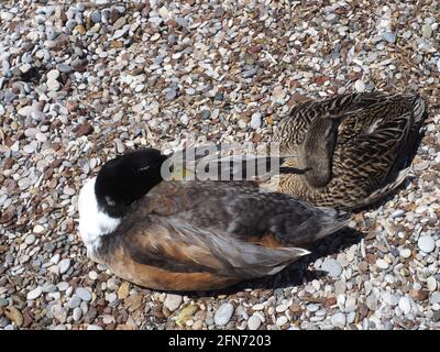 Gros plan de canards colverts mâles et femelles adultes, dormant sur un rivage grec Banque D'Images