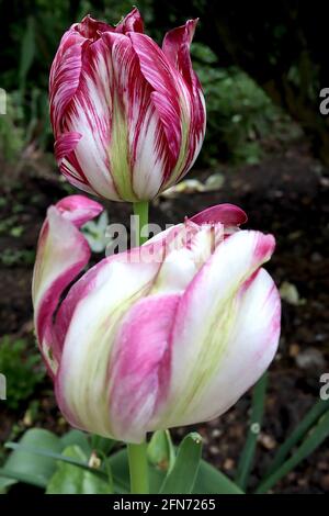 Tulipa / Tulip ‘Flaming Spring Green’ Viridiflora 8 fleurs blanches avec des stries irrégulières sombres et claires, bande centrale vert pâle, mai, Angleterre, Royaume-Uni Banque D'Images