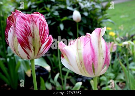 Tulipa / Tulip ‘Flaming Spring Green’ Viridiflora 8 fleurs blanches avec des stries irrégulières sombres et claires, bande centrale vert pâle, mai, Angleterre, Royaume-Uni Banque D'Images