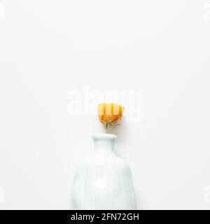 Vase de fleurs de ranunculus jaune sec sur fond blanc. plan de travail, vue de dessus, espace de copie Banque D'Images