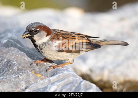 Bruant de maison, (Passer domesticus), Bruant masculin dans le plumage reproducteur, oiseau au printemps Banque D'Images