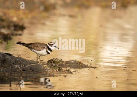 Killdeer, (Charadrius vociferus), oiseau Banque D'Images