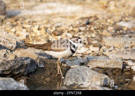 Killdeer, (Charadrius vociferus), oiseau Banque D'Images