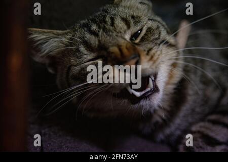 Un chat rayé brun fatigué reposant sur la chaise noire Banque D'Images