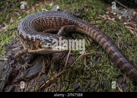 Lézard alligator de San Francisco (Elgaria coerulea coerulea) une sous-espèce du lézard alligator du nord. Dans la forêt des montagnes de Santa Cruz. Banque D'Images