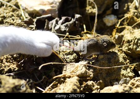 Chat truie avec petite souris gerbil. BEST-seller de chats et de mices. Banque D'Images