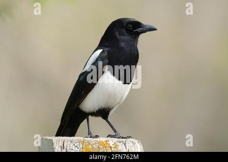 Le magpie à bec noir aussi appelé magpie américaine perchée poteau de clôture Banque D'Images
