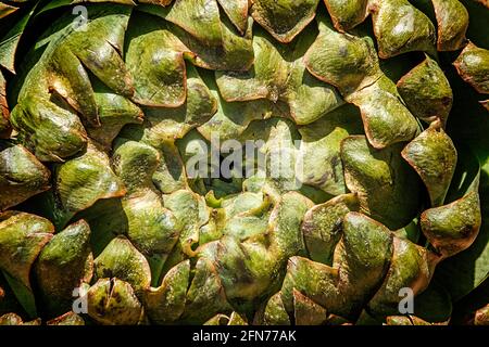 Alimentation et culture de légumes sains concept: Morceau entier d'un artichaut frais et biologique. Photographie plein format. Arrière-plan de la nourriture naturelle Banque D'Images