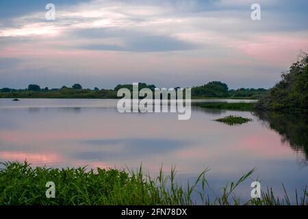 Une photo tôt le matin du fort Drum Marsh Cons Région; beaux tons roses du lever du soleil, l'eau de miroir, et des centaines d'aigrettes au loin. Banque D'Images