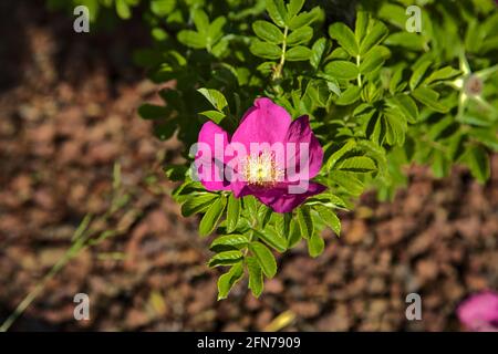 Rosa chinensis mutabilis vue de près Banque D'Images