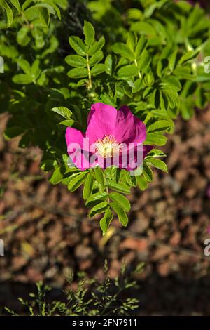 Rosa chinensis mutabilis vue de près Banque D'Images