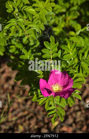 Rosa chinensis mutabilis vue de près Banque D'Images