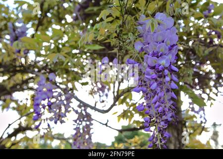 Glycine en fleur vue de près Banque D'Images