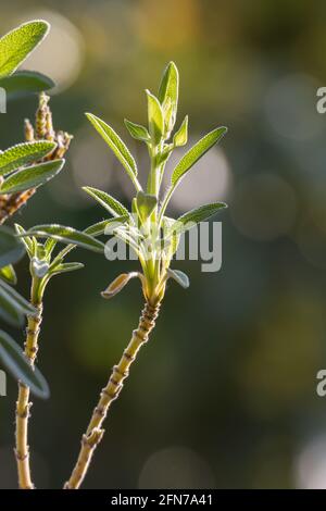 détail d'une branche de la sauge en plein soleil sur les feuilles Banque D'Images