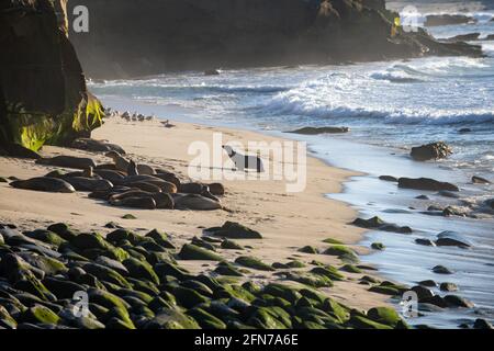 Les lions de mer sur les rochers de San Diego, Californie. Banque D'Images