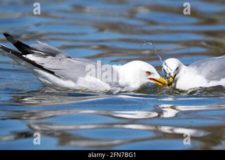 Mouette à bec, paire de mouettes, oiseaux , Mouette commune, (Larus delawarensis) Banque D'Images