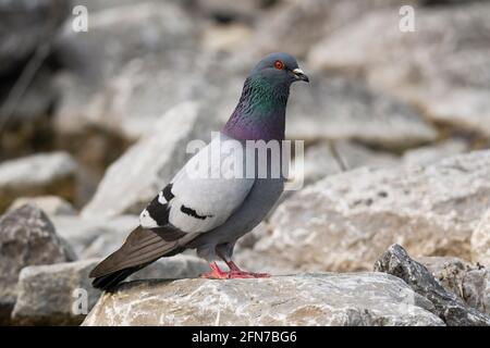 Pigeon sauvage, Dove de roche, (Columba livia domestica), oiseau de Dove de ville Banque D'Images