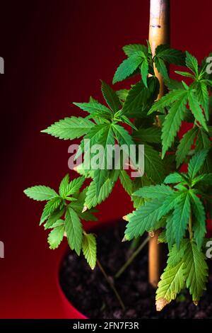 feuilles vertes de la brousse de cannabis sur fond rouge foncé. Banque D'Images