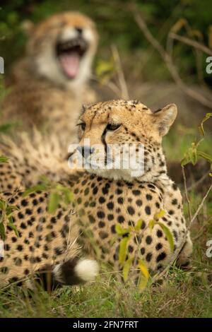 Gros plan de la guépard allongé par un cub bâillant Banque D'Images