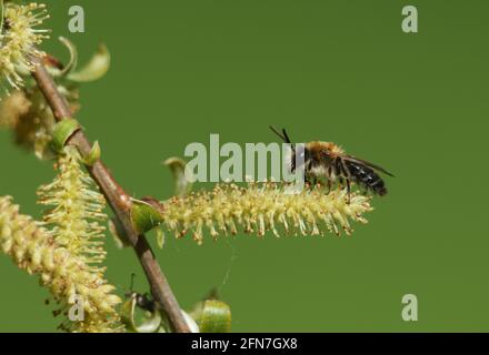 Au printemps, une petite abeille minière, Andena nitida, perche sur un chat d'un saule. Banque D'Images