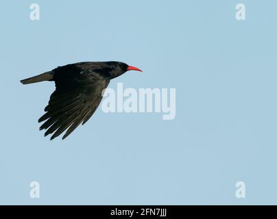 Un Chough Pyrrhocorax pyrrhocorax) (en vol, Pembrokeshire Banque D'Images