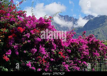 Bougainvilliers violet et rouge en pleine floraison dans les montagnes de l'île tropicale de la Réunion, France Banque D'Images