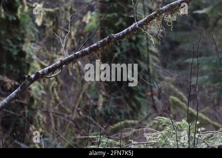 branche de pin dans la forêt tropicale couverte de mousse luminante léger Banque D'Images