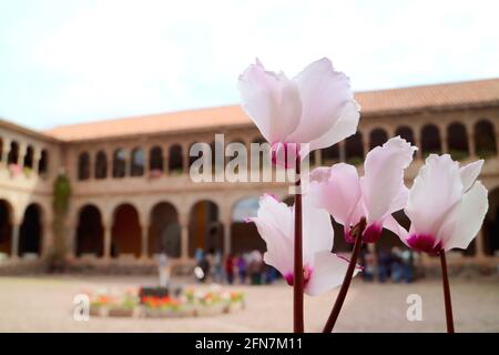 Fleurs roses magnifiques Blooming dans la cour du couvent de Saint-Domingue dans le temple de Qoricancha, Cusco, Pérou Banque D'Images