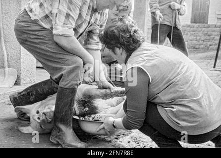 RÉPUBLIQUE TCHÈQUE, APR 1986, l'abattage domestique de porc, coupant la gorge d'un animal vivant et recueillir le sang dans le bol. Banque D'Images