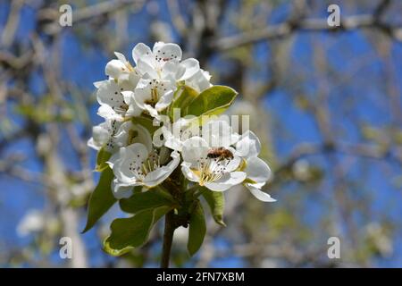 Pollinisateur d'abeille sur fleur blanche d'une poire de conférence arbre Banque D'Images