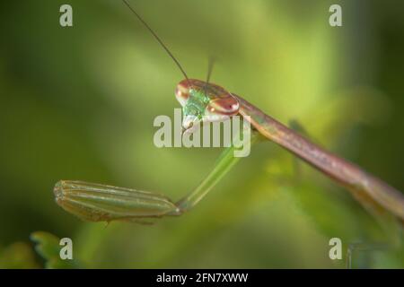 Macro prises de vue Praying Mantis (Juvenile) gros plan image Banque D'Images