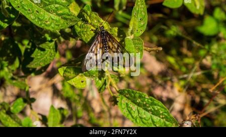 Un type de papillon de milkweed. Banque D'Images