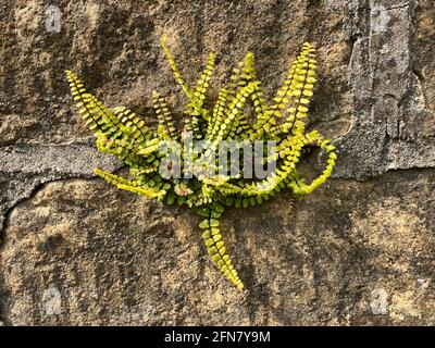 Fern poussant sur le mur, Maidenhair Spleenwort aussi connu sous le nom de Asplenium trichomanes Banque D'Images