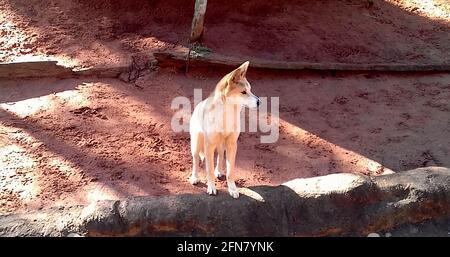 Jeune Dingo en Australie Banque D'Images