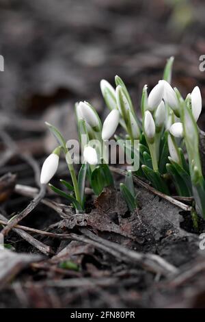 Gros plan sur les chutes de neige au début de la saison printanière Banque D'Images