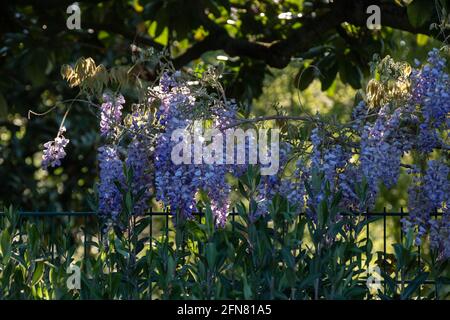 Lyon (France), 03 mai 2021. Glycine en fleur sur une haie. Banque D'Images