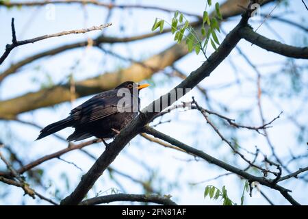 Lyon (France), 03 mai 2021. Un blackbird sur une branche d'arbre. Banque D'Images