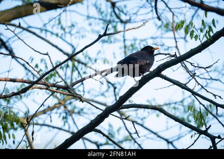 Lyon (France), 03 mai 2021. Un blackbird sur une branche d'arbre. Banque D'Images