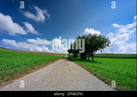 Une route étroite mène à travers un paysage agricole bien entretenu sous le soleil d'été. Encadré par un ciel bleu clair avec quelques cumulus nuages. Banque D'Images