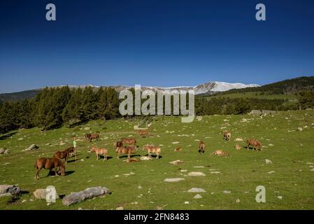 Chevaux dans les prairies autour du refuge de Pradell, au pied de Tossa Plana de Lles. En arrière-plan, les montagnes enneigées au printemps (Cerdanya, Catalogne) Banque D'Images