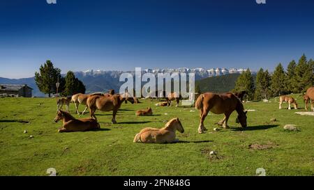 Chevaux dans les prairies autour du refuge de Pradell, au pied de Tossa Plana de Lles. En arrière-plan, les montagnes enneigées au printemps (Cerdanya, Catalogne) Banque D'Images