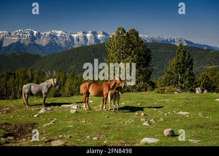 Chevaux dans les prairies autour du refuge de Pradell, au pied de Tossa Plana de Lles. En arrière-plan, les montagnes enneigées au printemps (Cerdanya, Catalogne) Banque D'Images