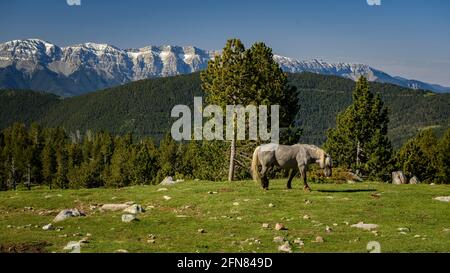 Chevaux dans les prairies autour du refuge de Pradell, au pied de Tossa Plana de Lles. En arrière-plan, les montagnes enneigées au printemps (Cerdanya, Catalogne) Banque D'Images