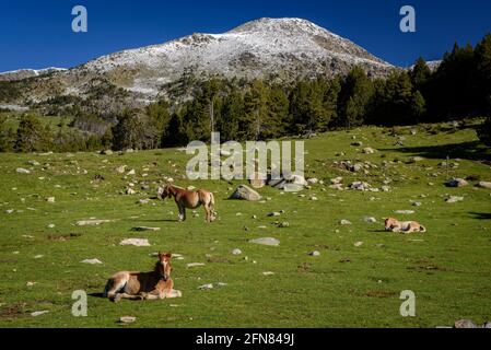 Chevaux dans les prairies autour du refuge de Pradell, au pied de Tossa Plana de Lles. En arrière-plan, les montagnes enneigées au printemps (Cerdanya, Catalogne) Banque D'Images