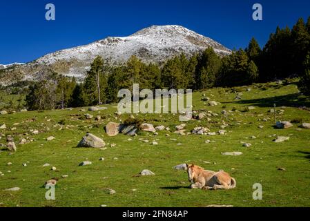 Chevaux dans les prairies autour du refuge de Pradell, au pied de Tossa Plana de Lles. En arrière-plan, les montagnes enneigées au printemps (Cerdanya, Catalogne) Banque D'Images