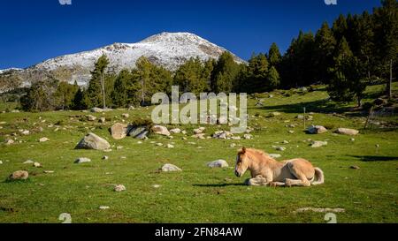 Chevaux dans les prairies autour du refuge de Pradell, au pied de Tossa Plana de Lles. En arrière-plan, les montagnes enneigées au printemps (Cerdanya, Catalogne) Banque D'Images