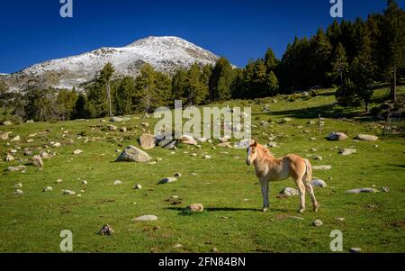 Chevaux dans les prairies autour du refuge de Pradell, au pied de Tossa Plana de Lles. En arrière-plan, les montagnes enneigées au printemps (Cerdanya, Catalogne) Banque D'Images