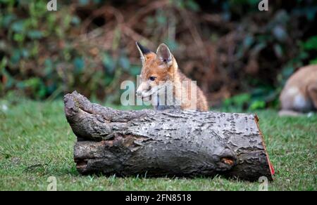 Fox cub explorant le jardin Banque D'Images