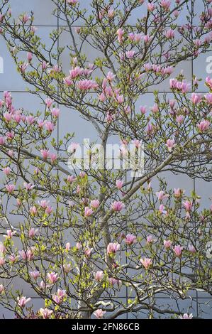 Belle vue rapprochée des fleurs d'arbres de la soucoupe magnolia chinoise rose (Magnolia Soulangeana), sur un mur de bâtiment moderne, fleurissant à l'université Banque D'Images