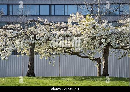 Belle vue lointaine de la cerise blanche de printemps délicate (Prunus Shogetsu Oku Miyako) fleurir l'arbre fleuri dans un bâtiment moderne en verre de l'université Banque D'Images